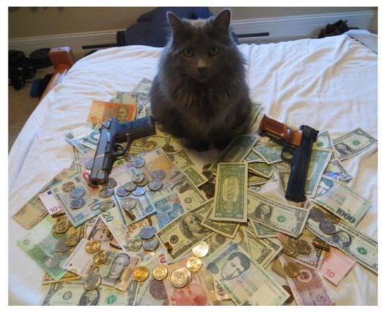 i sve to stekla svojim šapama..