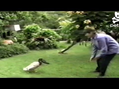 evo što se dobije kada se patke druže sa psima..video..:)))