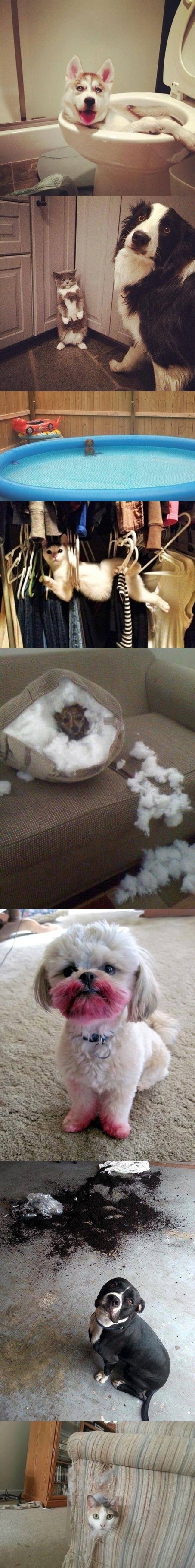 sve bi mogli savršeno objasniti..kad bi samo znali govoriti ?!