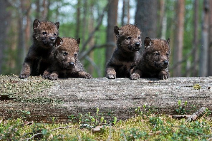 pogled preko ograde..