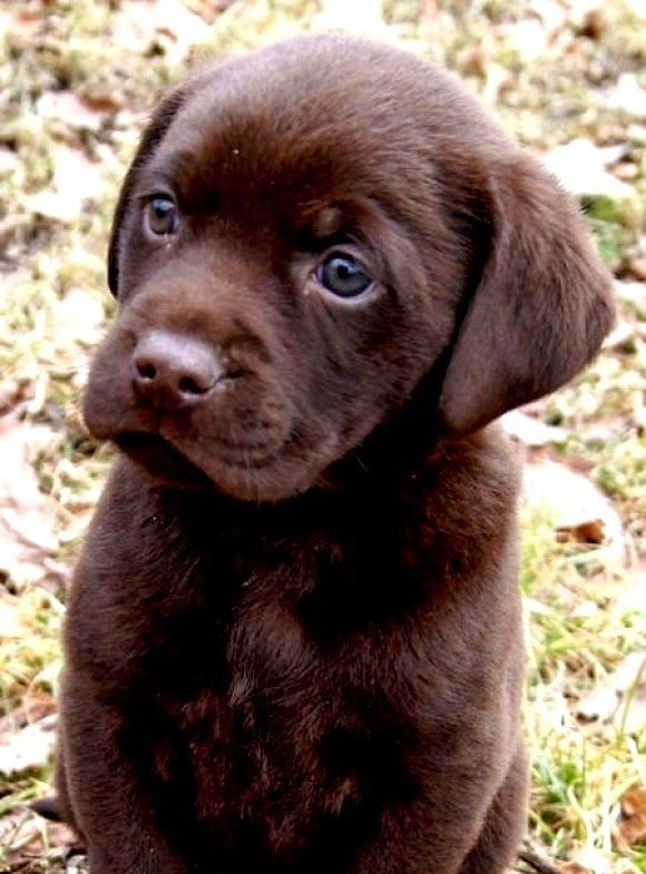 Zanimanje ?? Pa, ja sam vam po zanimanju sladak !!