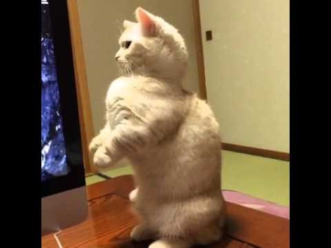 informatičarka..video