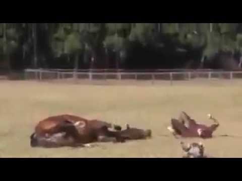 malo druženja sa ekipom..video