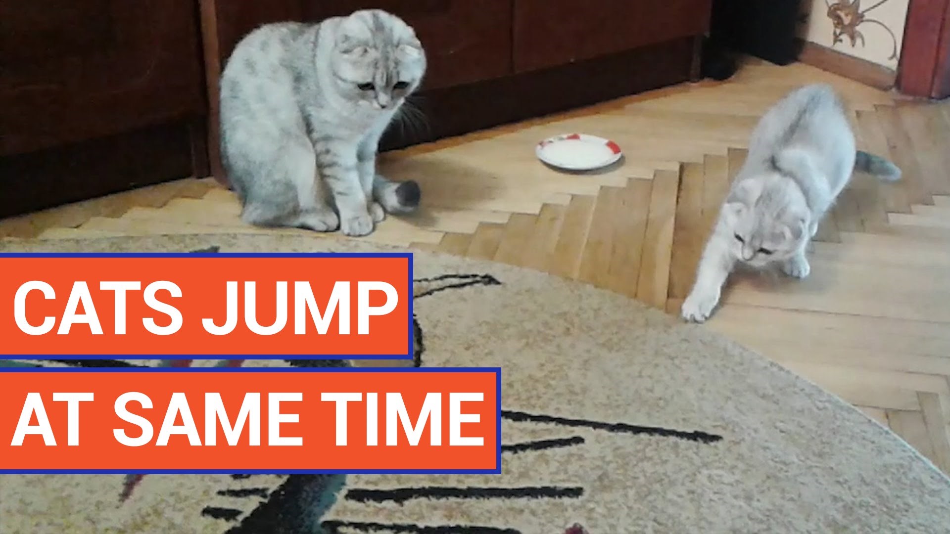 savršenstvo sinhronizacije.. video..