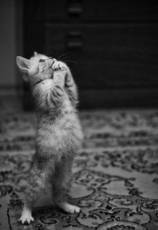 a priča za laku noć...plizzz??