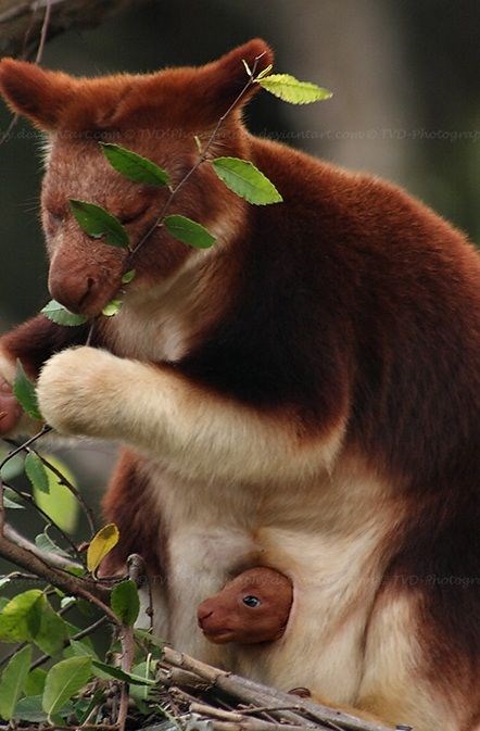 klokan penjaš sa bebom..:)