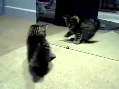 sam sebi dovoljan..:)) video