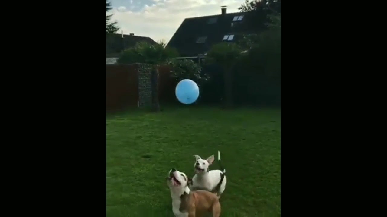 ovo će vam uljepšati dan..video :)