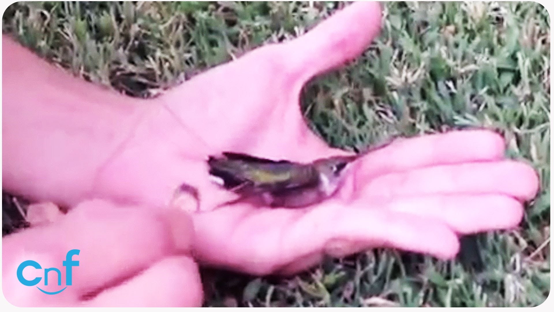 evo kakvu štetu može uzrokovati najobičnija bačena žvaka..video