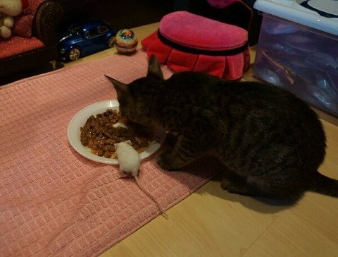 "gdje čeljad nije bijesna.."