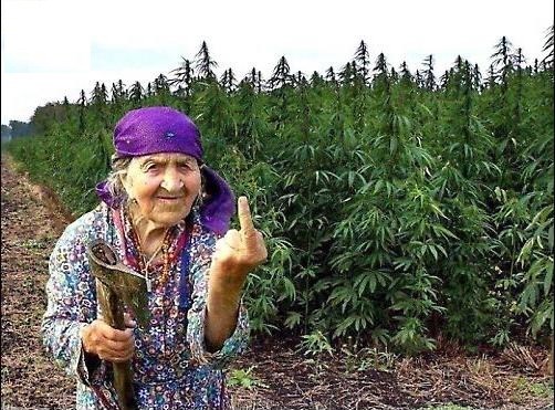 ne dam peršin, sadi si svoj..