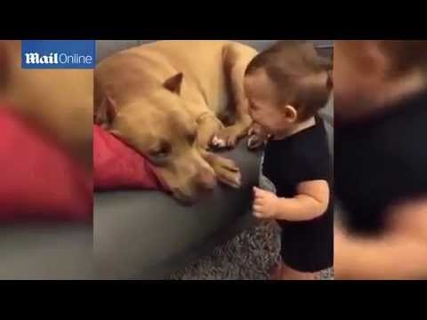 beba se unijela u facu opasnom pitbulu..da ti zastane knedla u grlu...video