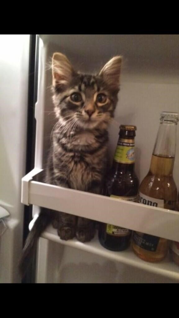 maca pati od bocomanije..