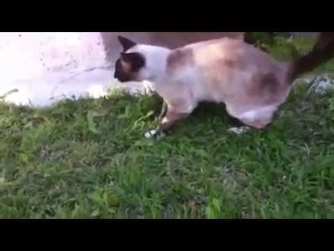 mačka i golub zakleti neprijatelji ??? razmislite ponovo..video