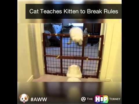 banda..mačka uči mačića kako da prekrši pravila..video..:)))