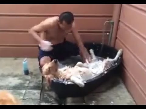 hedonizam klasa: Expert...video