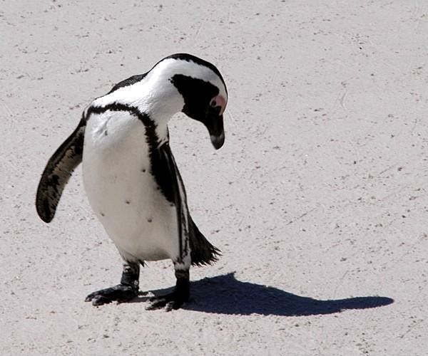 ma što me pratiš cijeli dan, ha ??