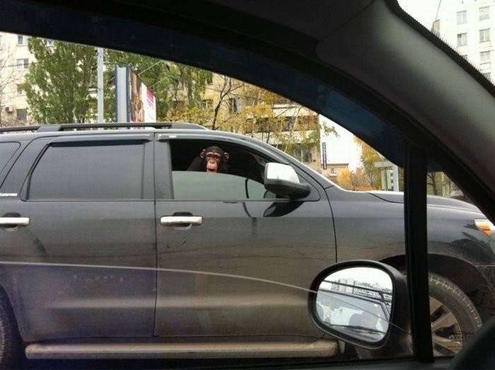 a majmun ti se još i smije...