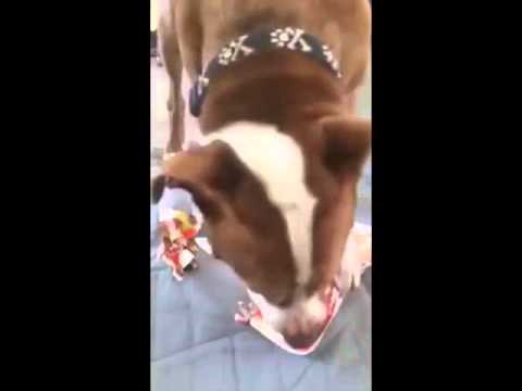 uh, koliko radosti i veselja..:))) video