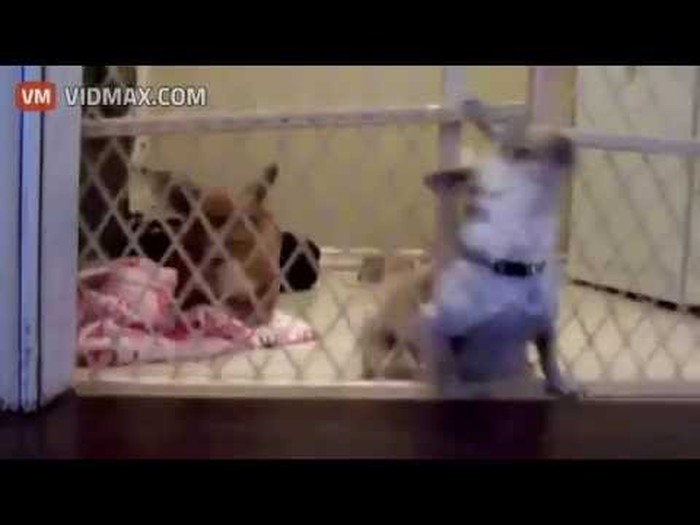 the great escape..video :))))