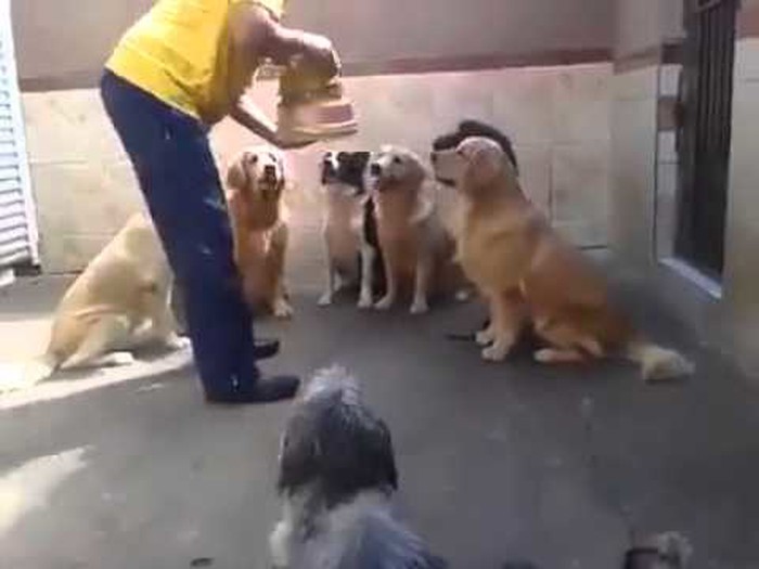 disciplina..video