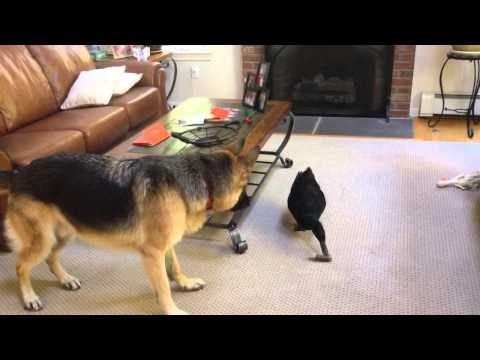 presmiješno, kakav junak..video