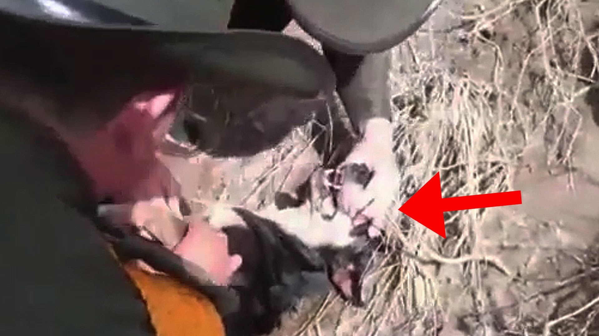 ovo su pravi heroji..video