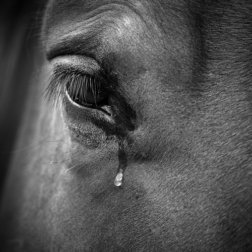 svi jednako tugujemo..