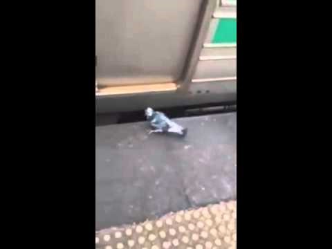 kad ti se ne da letjeti, uzmi prijevoz..:)) video