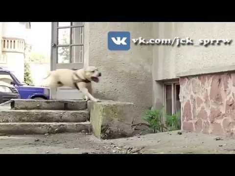 parkour dog..video