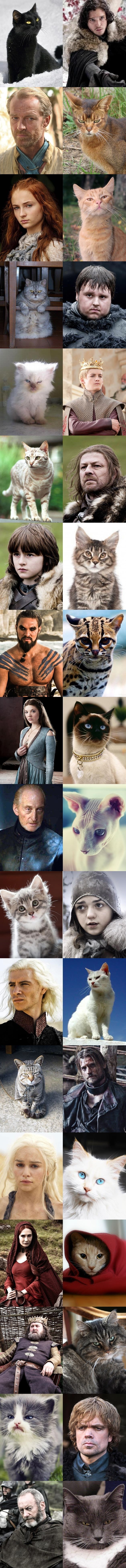 igre prijestolja na mačji način..