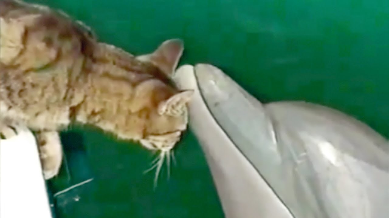 jedna mačka i jedan delfin postali najbolji prijatelji ikada..video