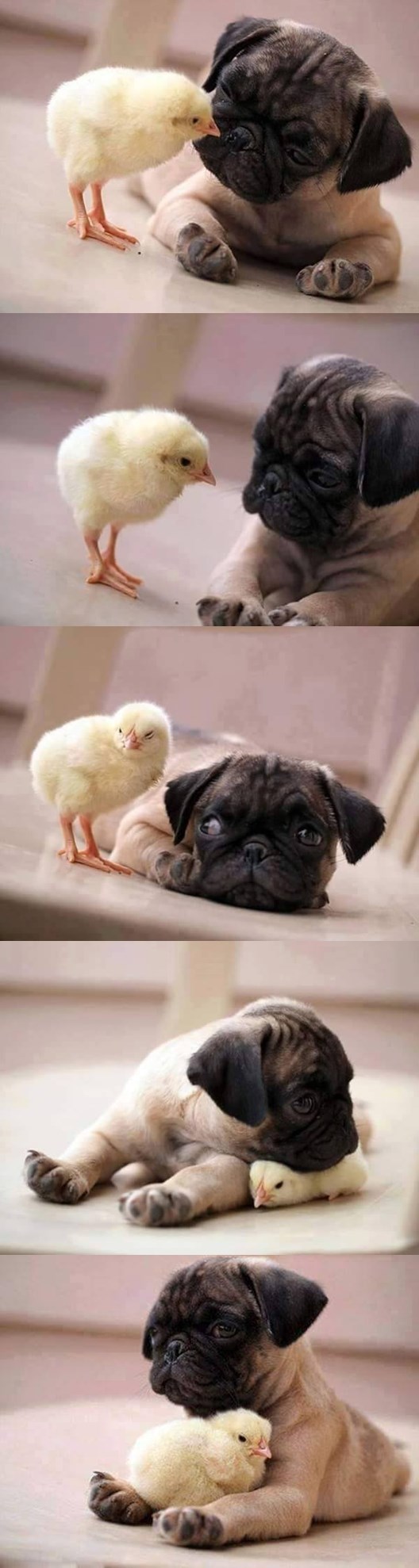 prijateljstvo ne priznaje razlike..