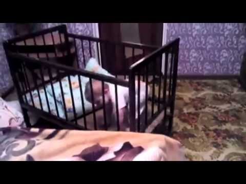 inteligencija na djelu..:))) video