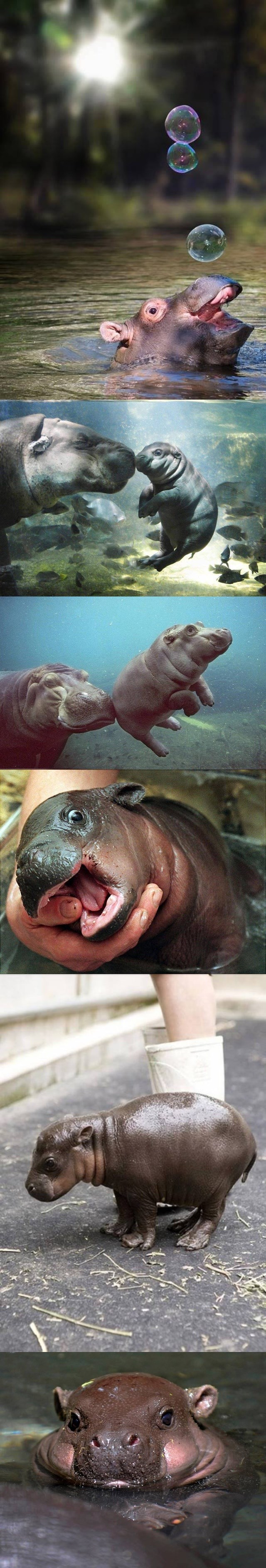 prvi koraci bebe nilskog konja..:)