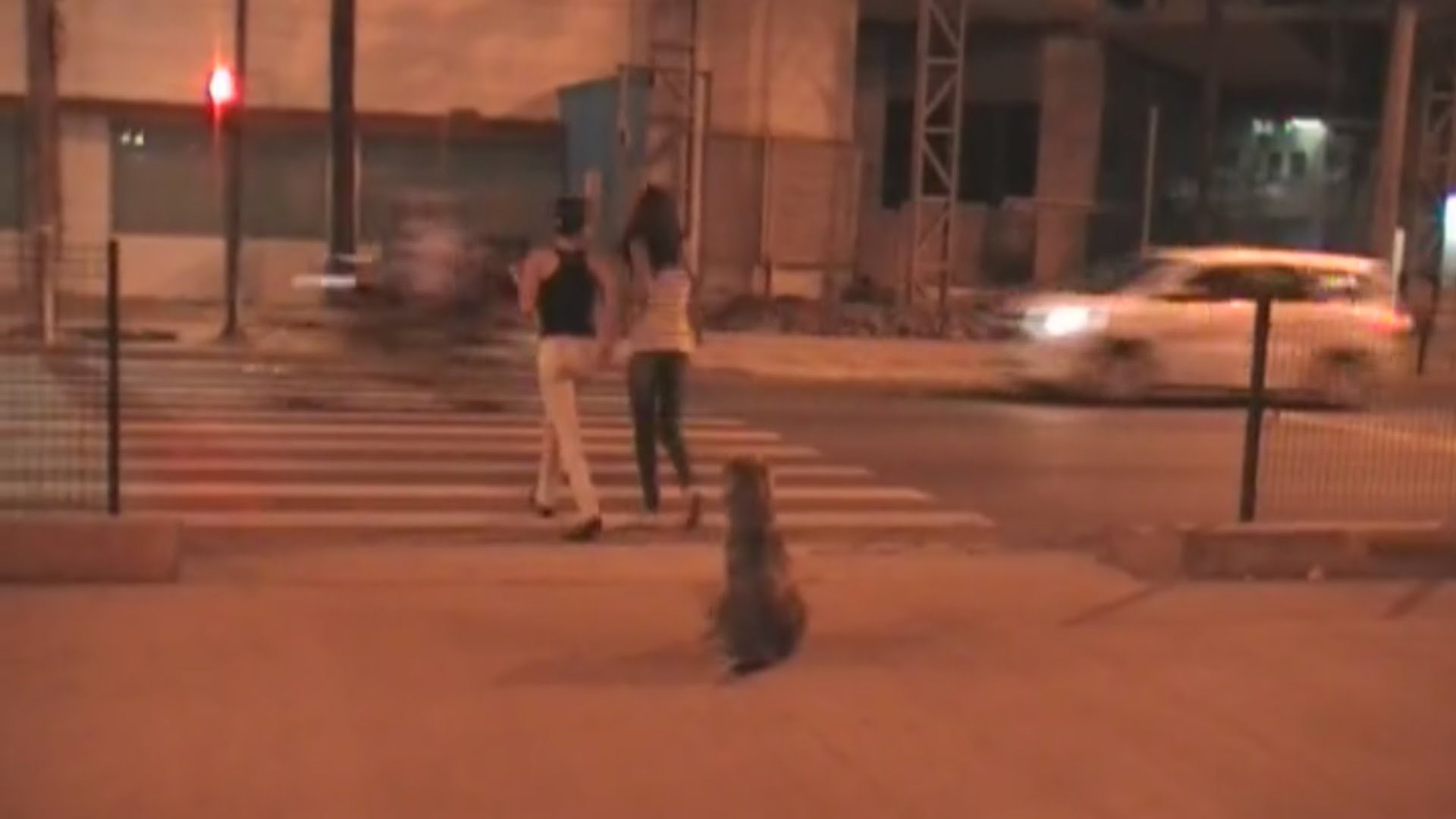 dokaz da su psi pametniji od mnogih ljudi..video