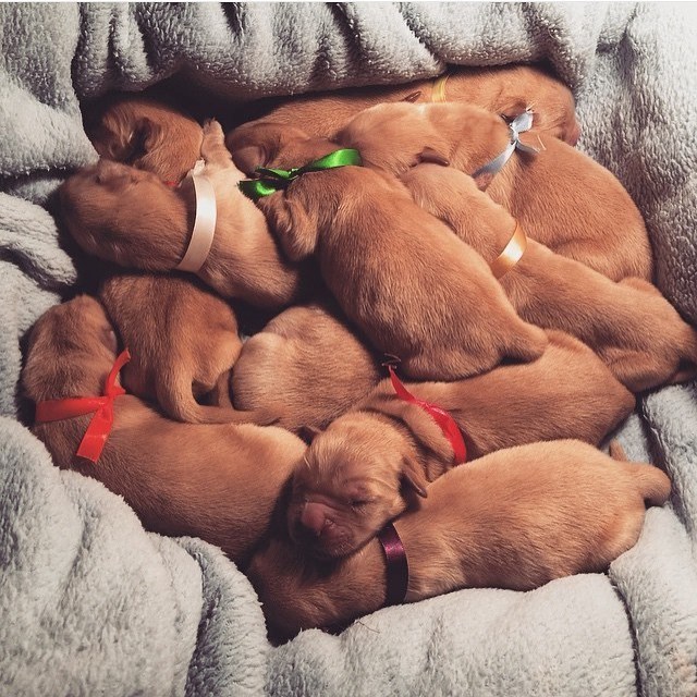 oni mogu imati jedino slatke snove..:))