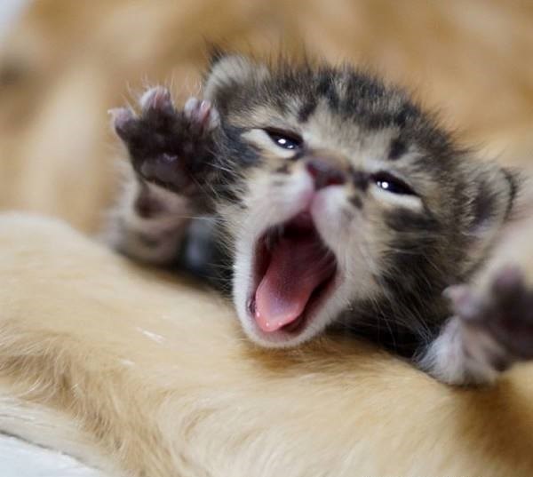 ma nisam umoran, samo malo pospan, znaš..