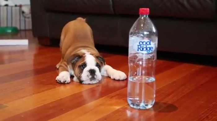 u borbi sa bocom vode...video