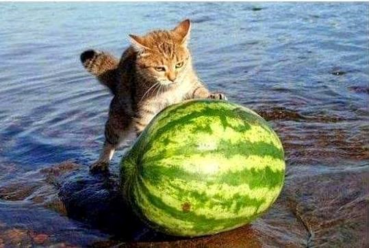 taman se rashladila..