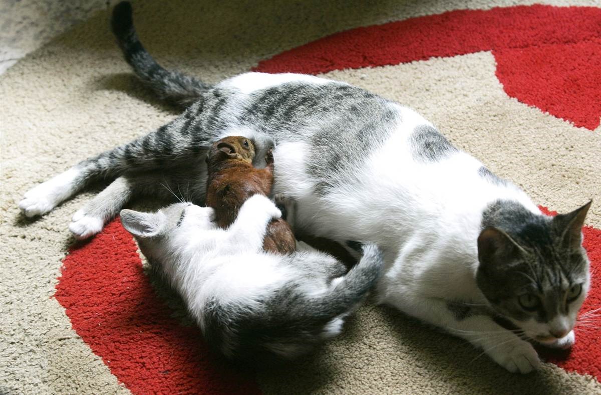 maca "posvojila" vjevericu..