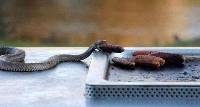 zmijica došla na roštilj..