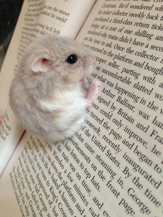 da, da miš sa interesom za ekonomiju..:))