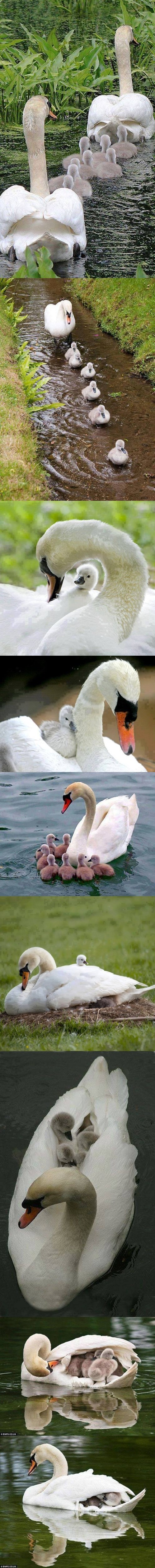 labuđa priča..:)))