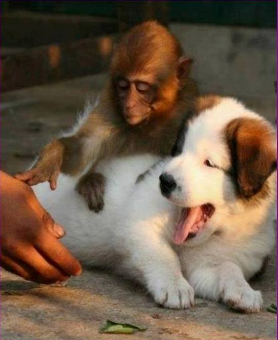 ok, čovjek..sad molim, prošetaj..