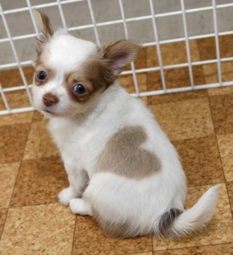 srce veće od njega..