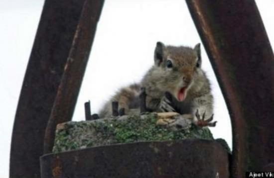 vjeverici upravo ispao lješnjak..:)) 