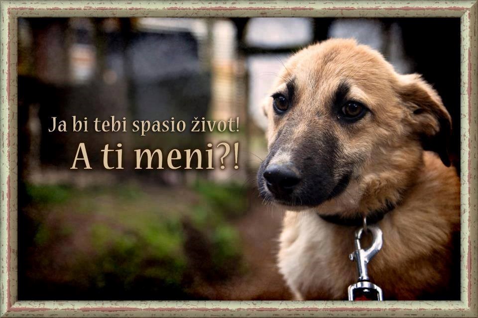 "Zaštitimo pse od ubojica"