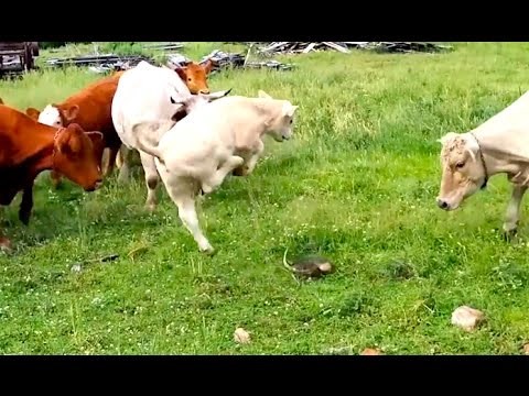 haha, krave i kornjača..video