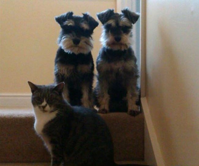 nisu baš najsretniji kada im upadneš na tajni sastanak..:)))